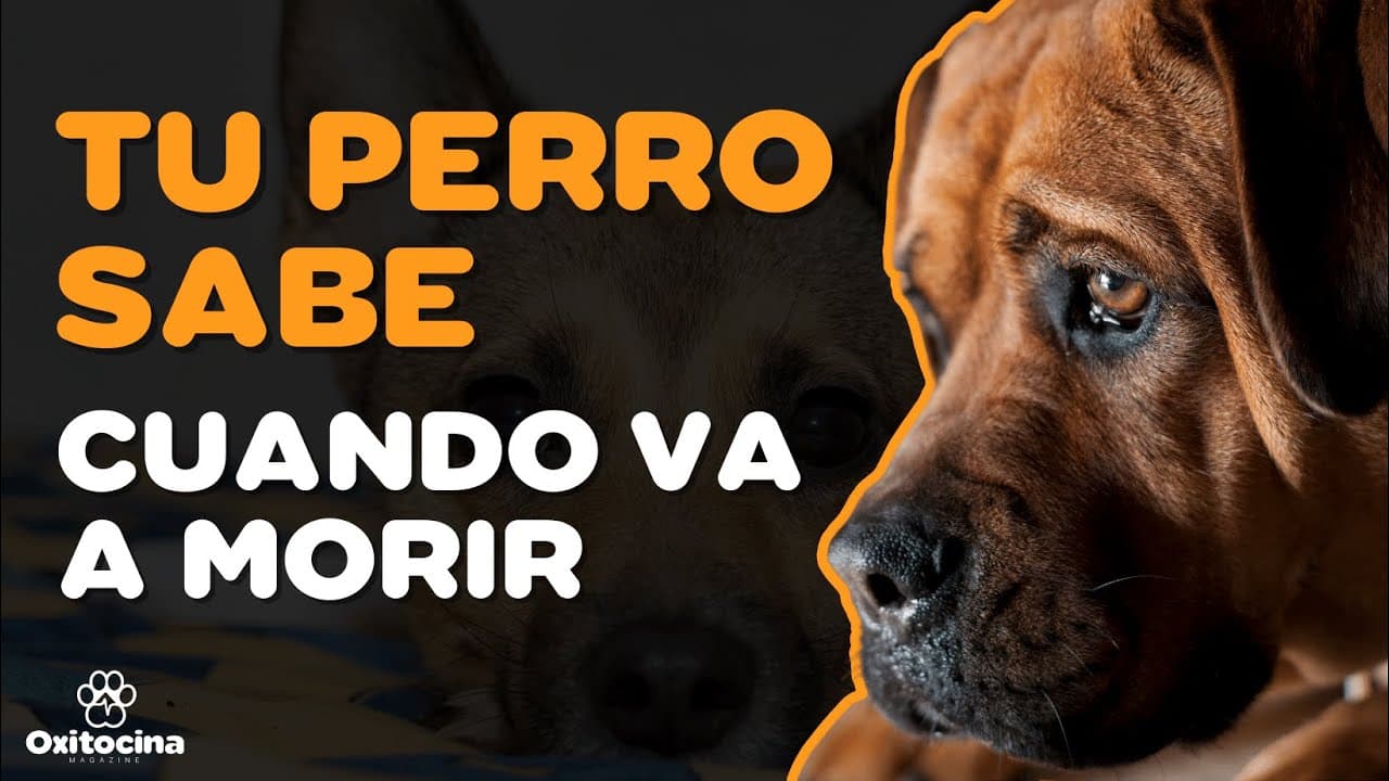 7 Señales de que tu perro está cerca de morir | Galaxy.ai, image size:1280x720
