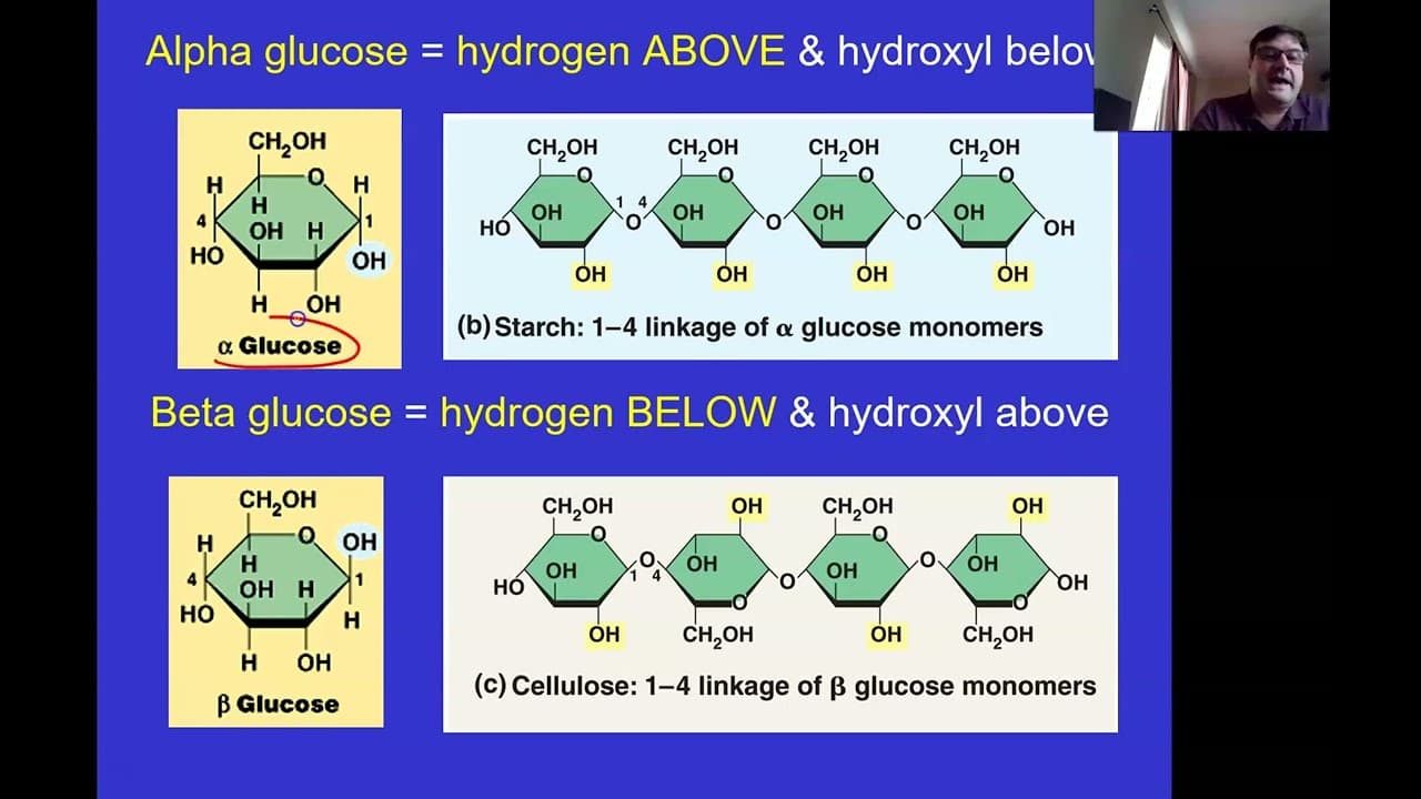 Understanding Carbohydrates: The Building Blocks of Life | Galaxy.ai, image size:1280x720