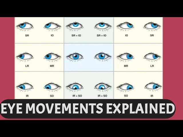 Understanding Eye Movements: Ductions, Versions, and Vergence Explained ...