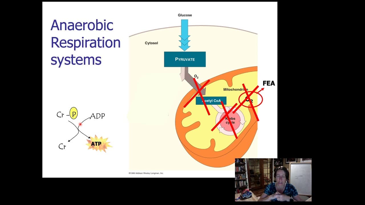 Understanding Anaerobic Respiration: The Body's Backup Energy System |  Galaxy.ai, image size:1280x720