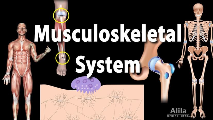 Understanding the Musculoskeletal System: Structure, Function, and ...